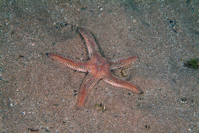 Astropecten platyacanthus